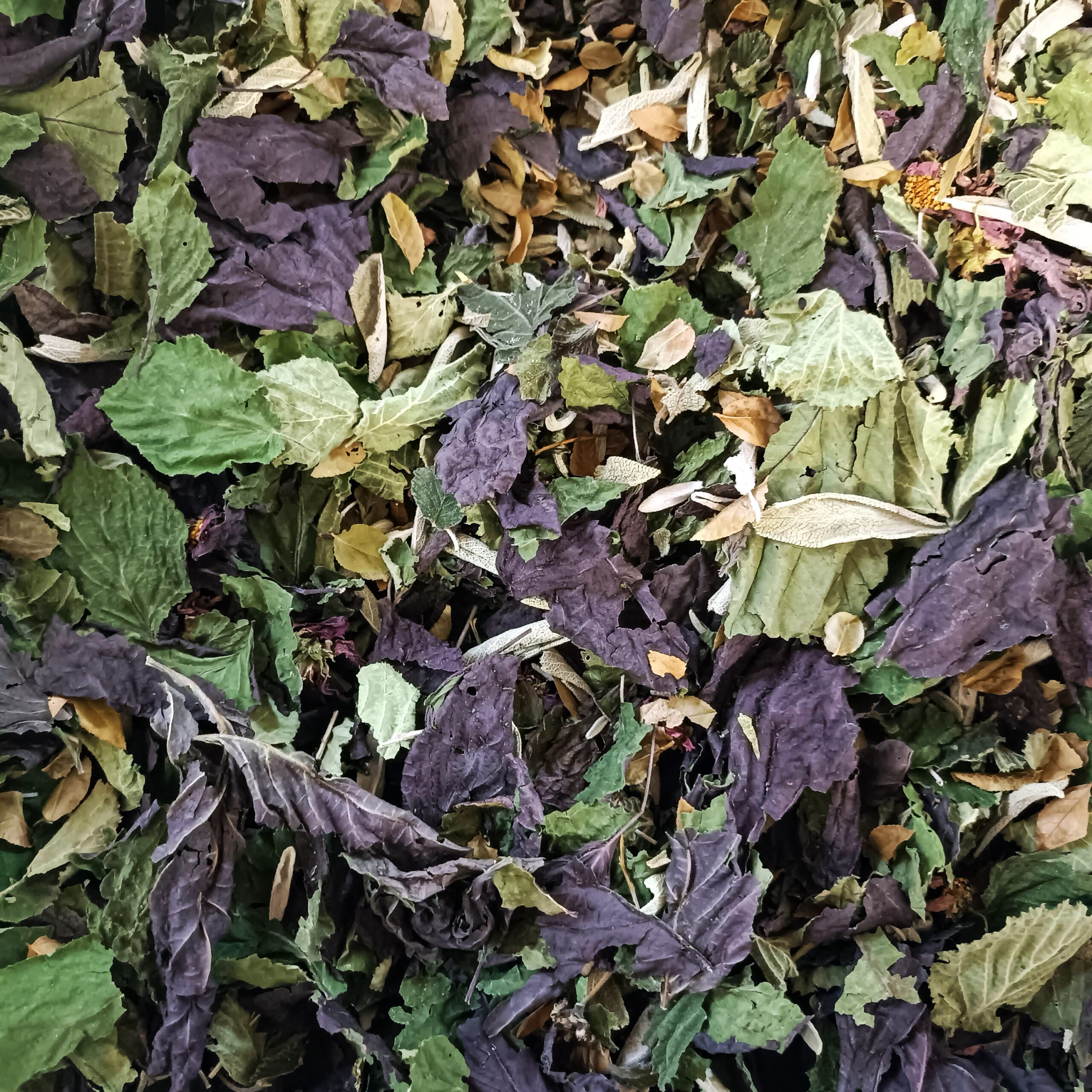 Tisane des Fourmis – Image 2